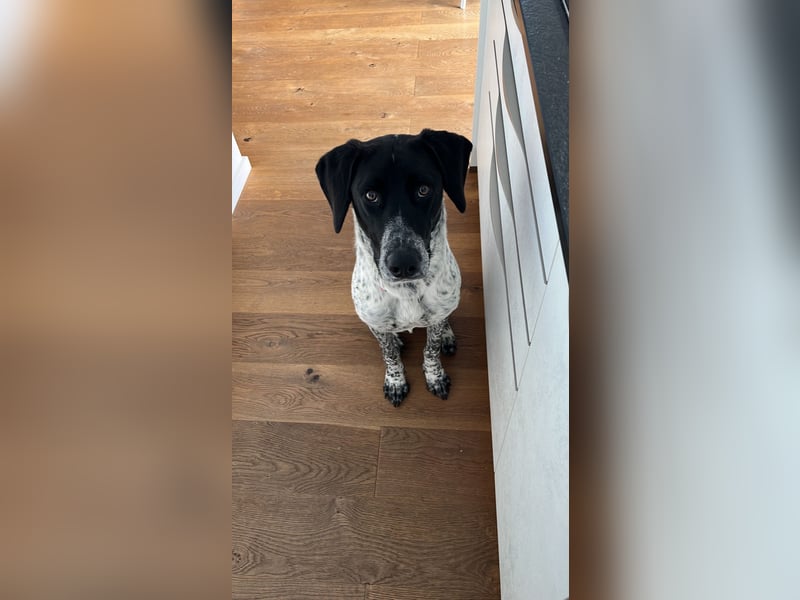 Balu, ich brauche DRINGEND neues Zuhause bei hundeerfahrenen Menschen