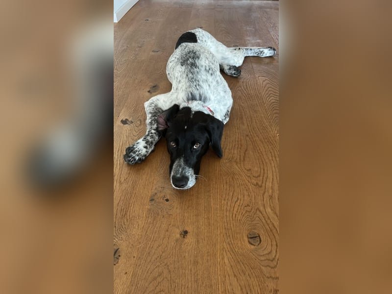 Balu, ich brauche DRINGEND neues Zuhause bei hundeerfahrenen Menschen