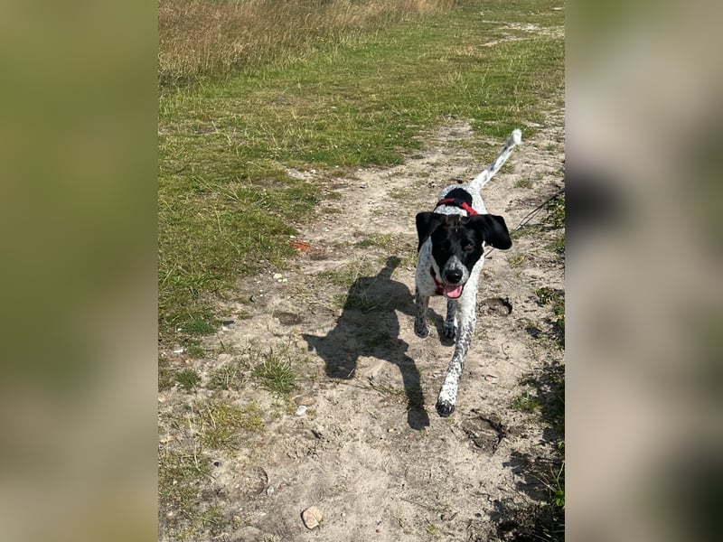 Balu, ich brauche DRINGEND neues Zuhause bei hundeerfahrenen Menschen