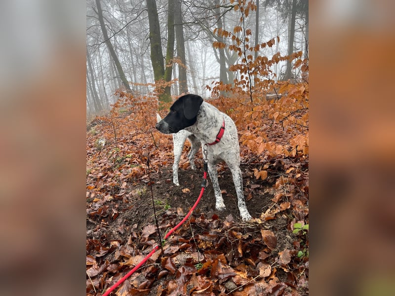 Balu, ich brauche DRINGEND neues Zuhause bei hundeerfahrenen Menschen