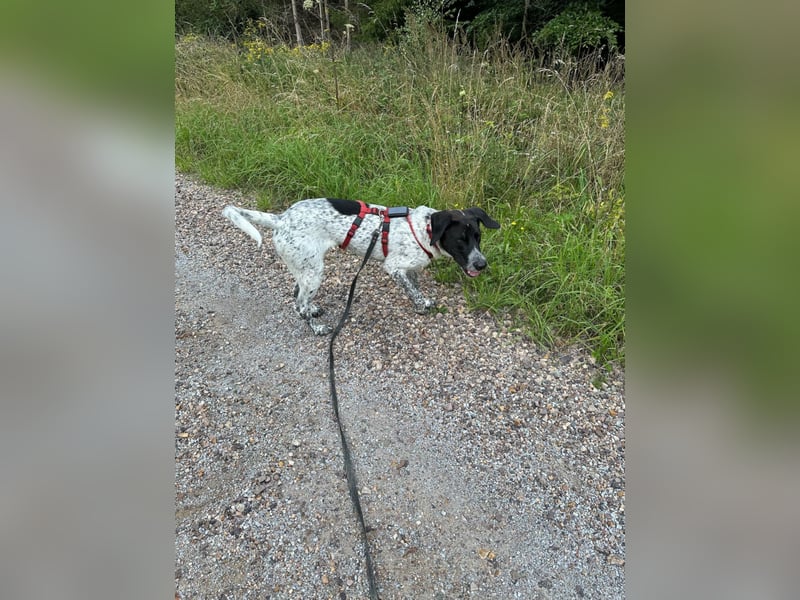 Balu, ich brauche DRINGEND neues Zuhause bei hundeerfahrenen Menschen