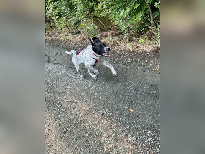 Balu, ich brauche DRINGEND neues Zuhause bei hundeerfahrenen Menschen