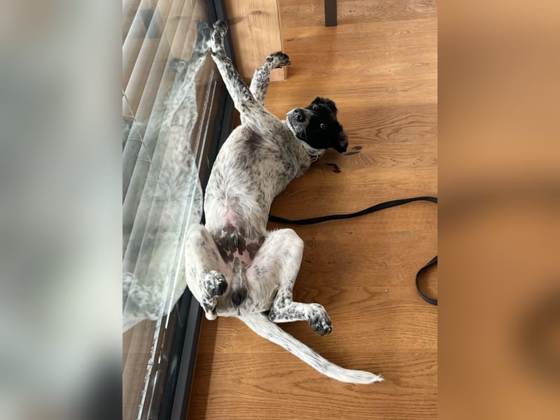 Balu, ich brauche DRINGEND neues Zuhause bei hundeerfahrenen Menschen