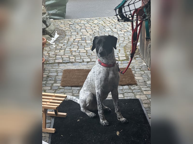 Balu, ich brauche DRINGEND neues Zuhause bei hundeerfahrenen Menschen