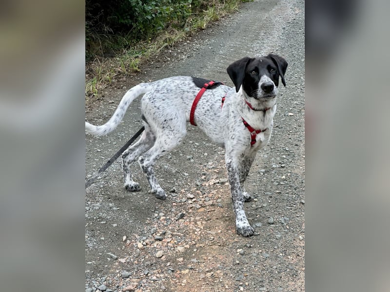 Balu, ich brauche DRINGEND neues Zuhause bei hundeerfahrenen Menschen