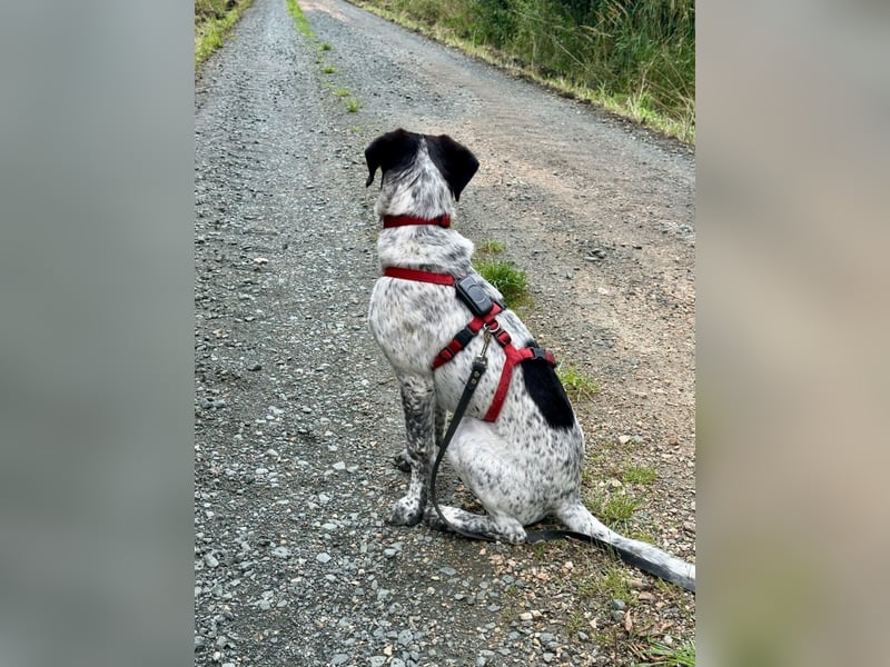 Balu, ich brauche DRINGEND neues Zuhause bei hundeerfahrenen Menschen