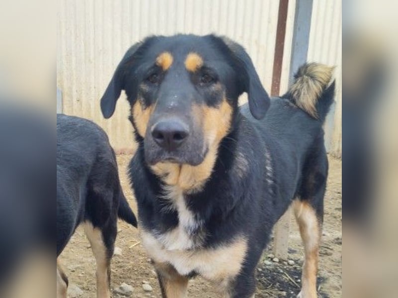 FINNEGAN - bezaubernde Hündin sucht liebevolles Zuhause