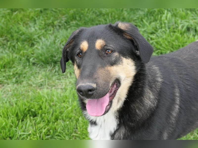FINNEGAN - fröhliche Junghündin sucht liebevolle Menschen
