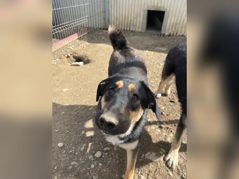 FINNEGAN - fröhliche Junghündin sucht liebevolle Menschen