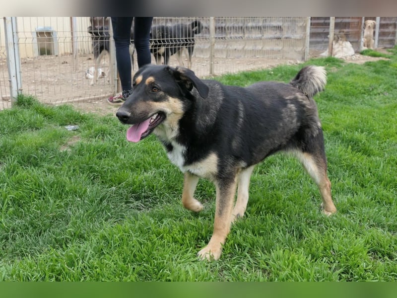FINNEGAN - bezaubernde Hündin sucht liebevolles Zuhause