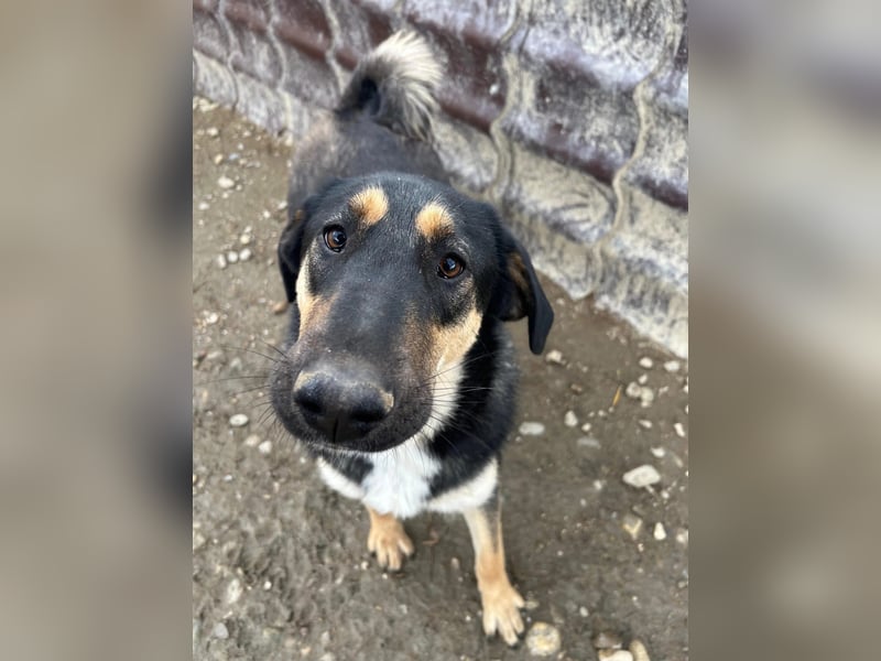 FINNEGAN - fröhliche Junghündin sucht liebevolle Menschen