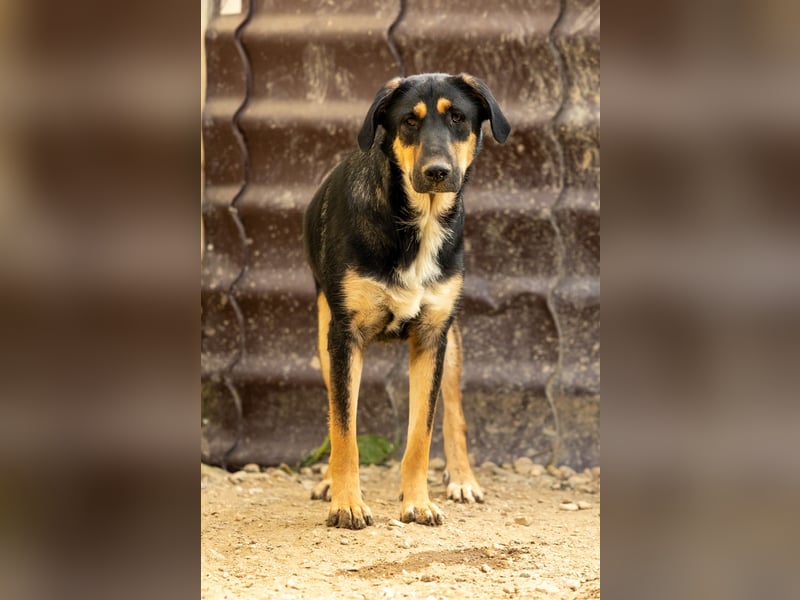 FINNEGAN - fröhliche Junghündin sucht liebevolle Menschen