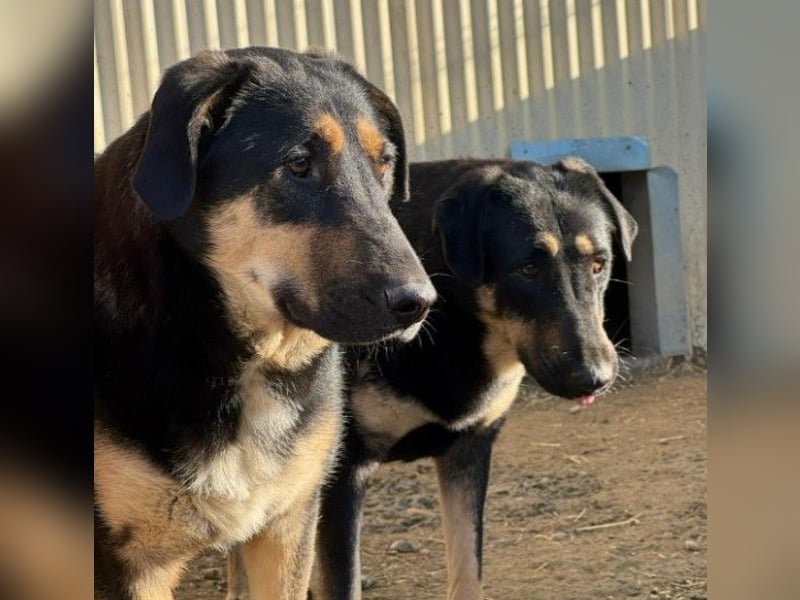 FINNEGAN - bezaubernde Hündin sucht liebevolles Zuhause
