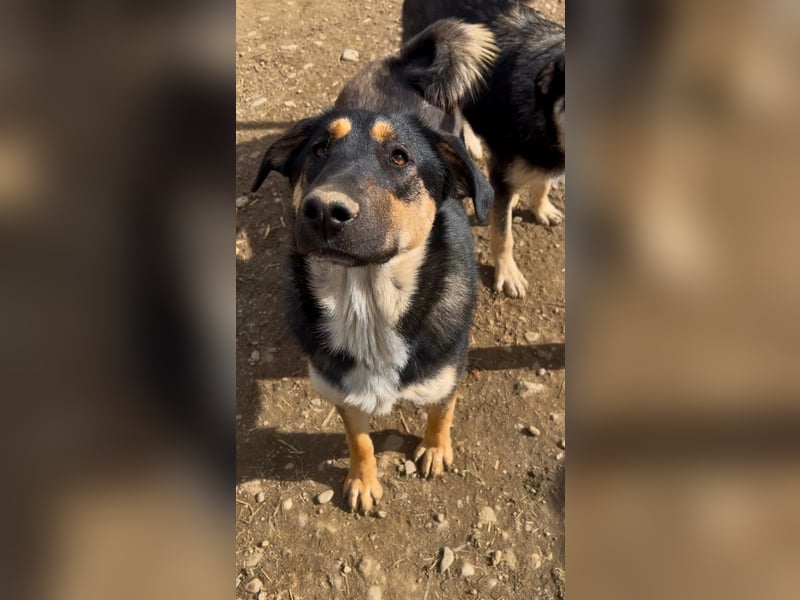 FINNEGAN - fröhliche Junghündin sucht liebevolle Menschen