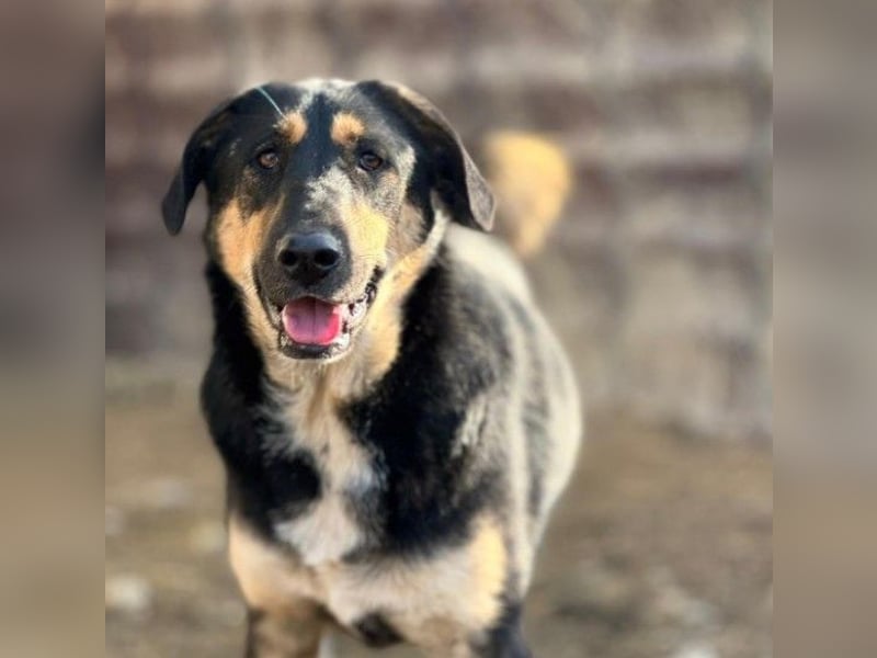 FINNEGAN - fröhliche Junghündin sucht liebevolle Menschen
