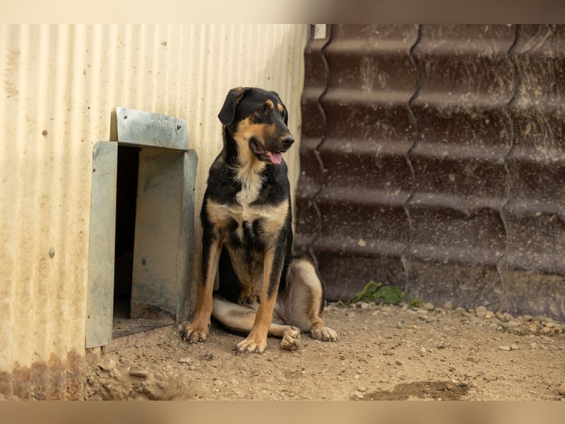 FINNEGAN - bezaubernde Hündin sucht liebevolles Zuhause