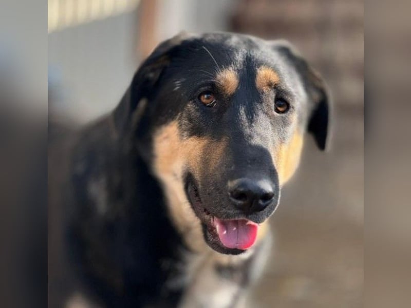 FINNEGAN - bezaubernde Hündin sucht liebevolles Zuhause