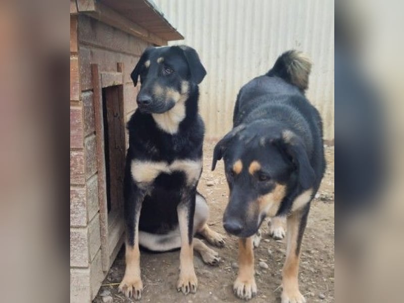 FINNEGAN - bezaubernde Hündin sucht liebevolles Zuhause