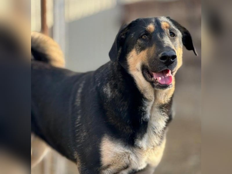 FINNEGAN - bezaubernde Hündin sucht liebevolles Zuhause