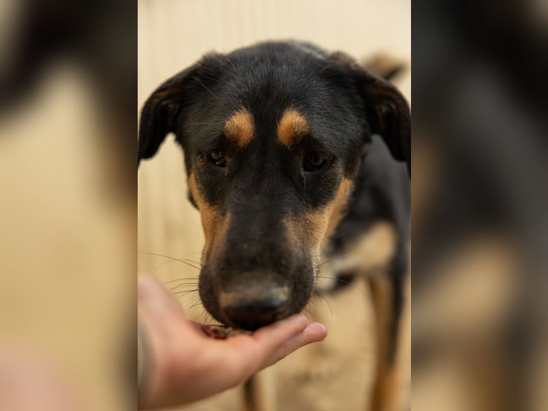 FINNEGAN - fröhliche Junghündin sucht liebevolle Menschen