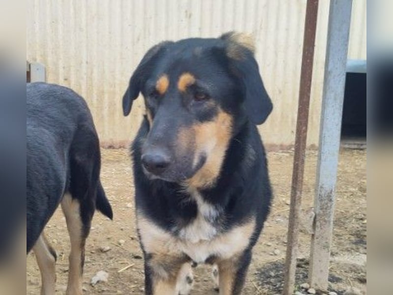 FINNEGAN - fröhliche Junghündin sucht liebevolle Menschen