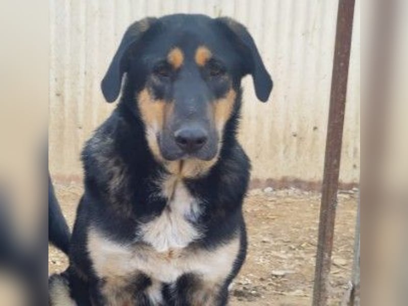 FINNEGAN - fröhliche Junghündin sucht liebevolle Menschen