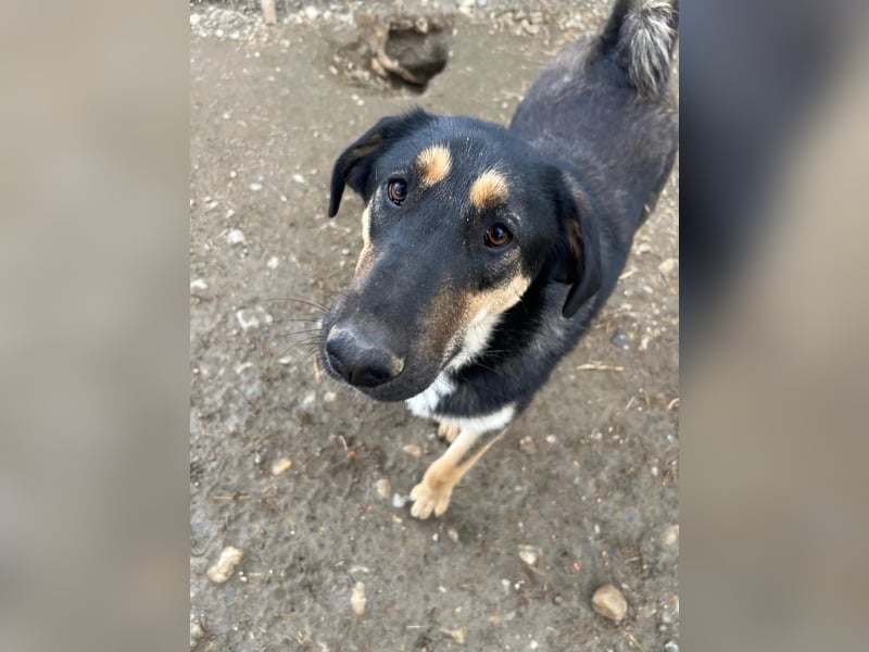 FINNEGAN - bezaubernde Hündin sucht liebevolles Zuhause
