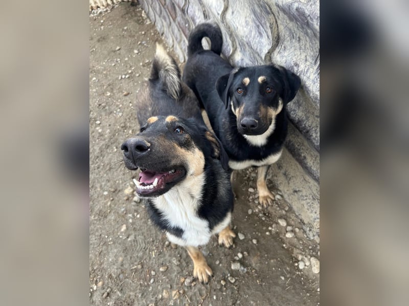 FINNEGAN - fröhliche Junghündin sucht liebevolle Menschen