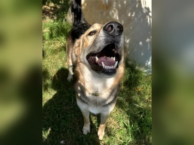 Flitzemaus Nelly - super lieb, und verträglich