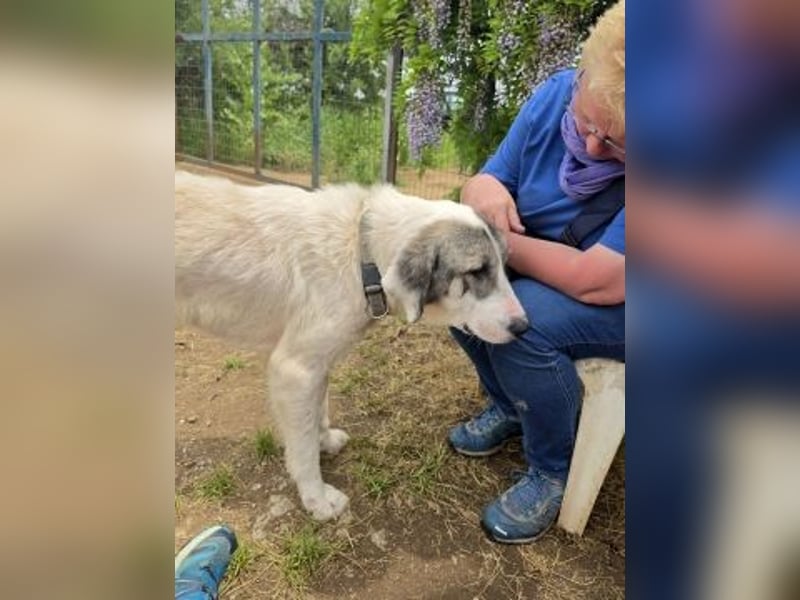 Sanfter Igor sucht Familienanschluss