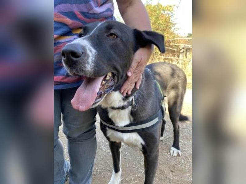 Yvan - sanfter Riese und Menschenfreund