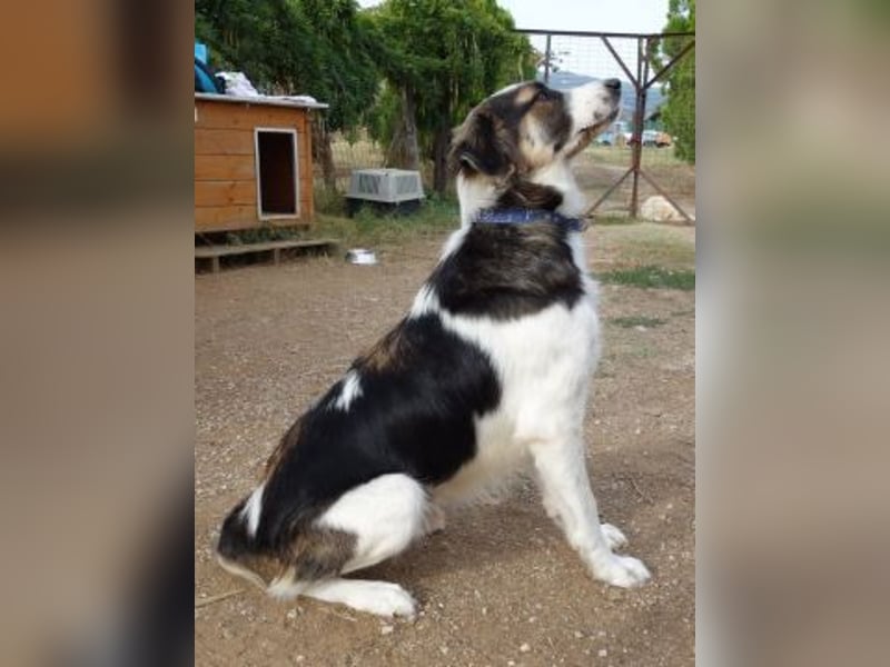 Brummel - Sonnenschein auf 4 Pfoten sucht sein Glück