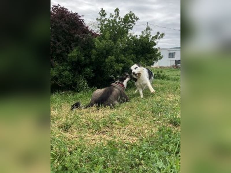 Brummel - Sonnenschein auf 4 Pfoten sucht sein Glück