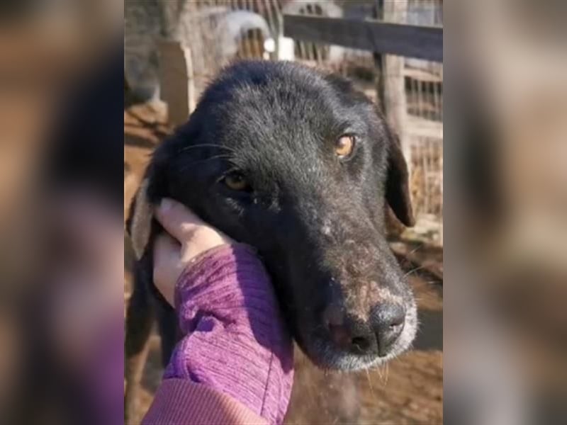 Vigor - sanfter Hundemann mit langen Beinchen Vigor - sanfter Hundemann mit langen Beinchen