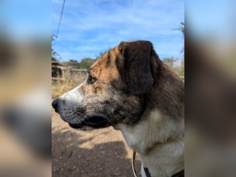 Lino - ein Herz auf 4 Pfoten sucht seine Familie