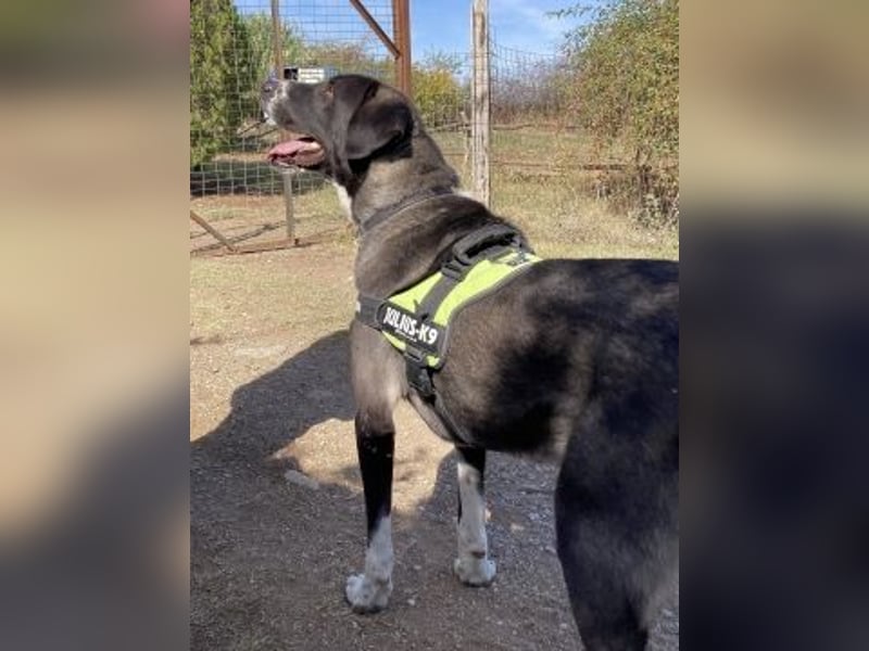 Yvan - sanfter Riese und Menschenfreund