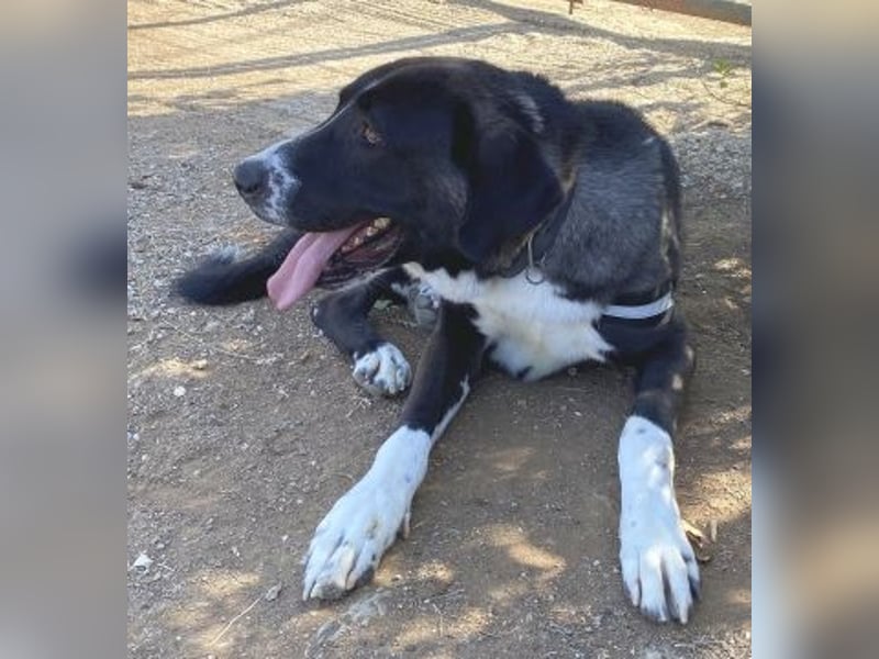 Yvan - sanfter Riese und Menschenfreund