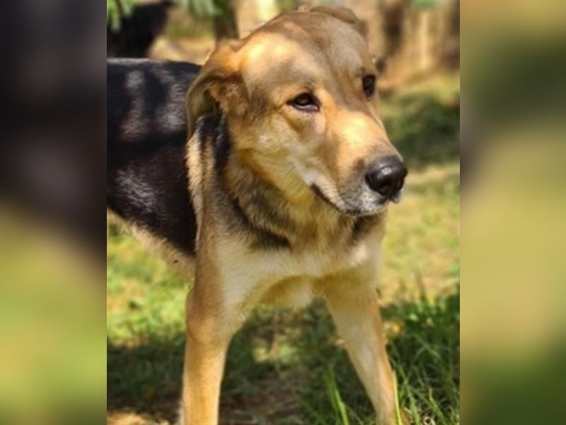 Flitzemaus Nelly - super lieb, und verträglich