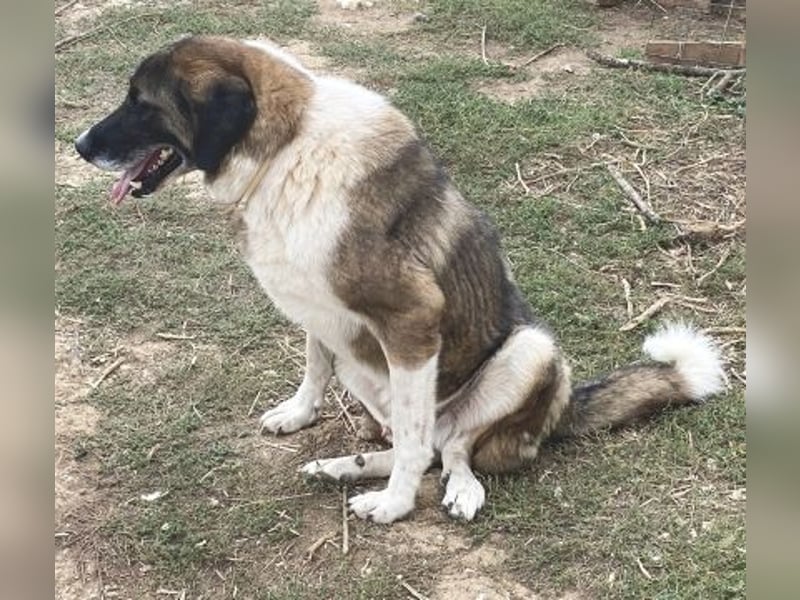 * Handicap* Bo, sanfte Seele