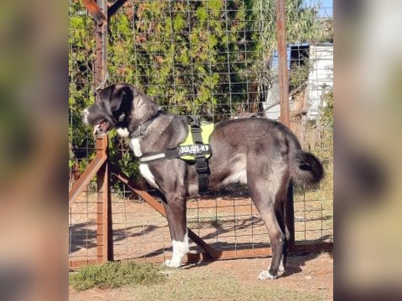 Yvan - sanfter Riese und Menschenfreund