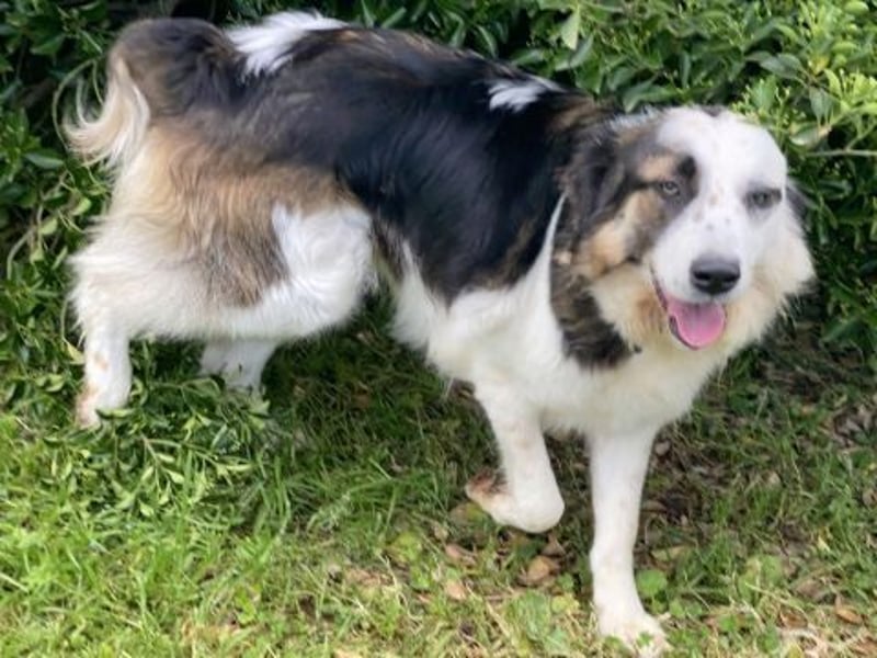 Brummel - Sonnenschein auf 4 Pfoten sucht sein Glück