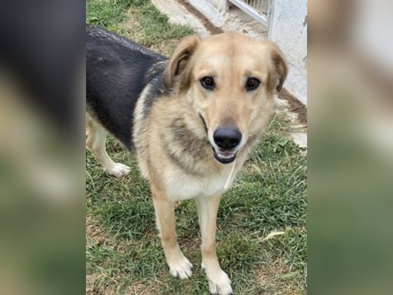 Flitzemaus Nelly - super lieb, und verträglich