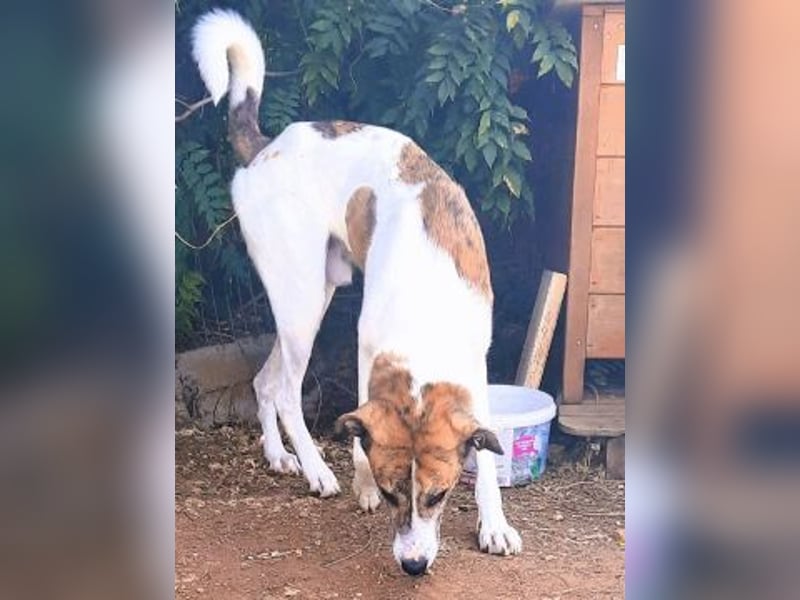 Lino - ein Herz auf 4 Pfoten sucht seine Familie