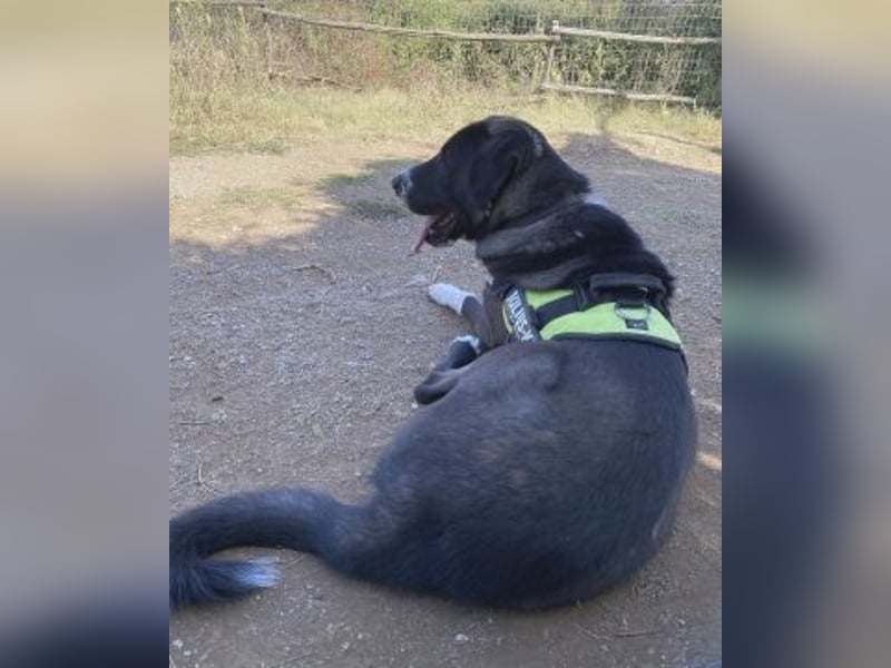 Yvan - sanfter Riese und Menschenfreund