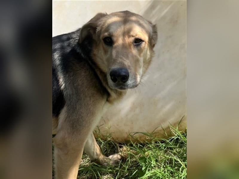 Flitzemaus Nelly - super lieb, und verträglich