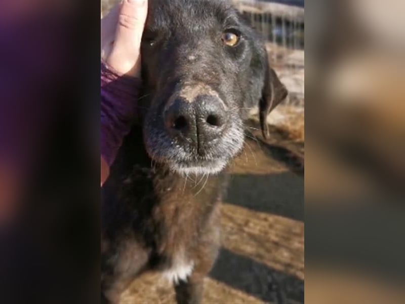 Vigor - sanfter Hundemann mit langen Beinchen Vigor - sanfter Hundemann mit langen Beinchen