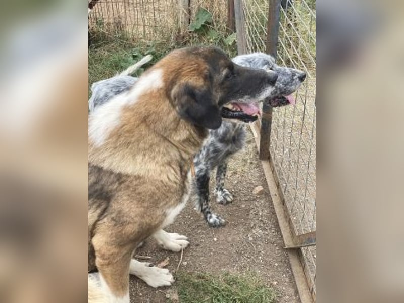 * Handicap* Bo, sanfte Seele