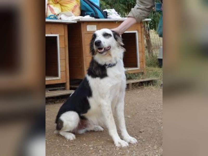 Brummel - Sonnenschein auf 4 Pfoten sucht sein Glück