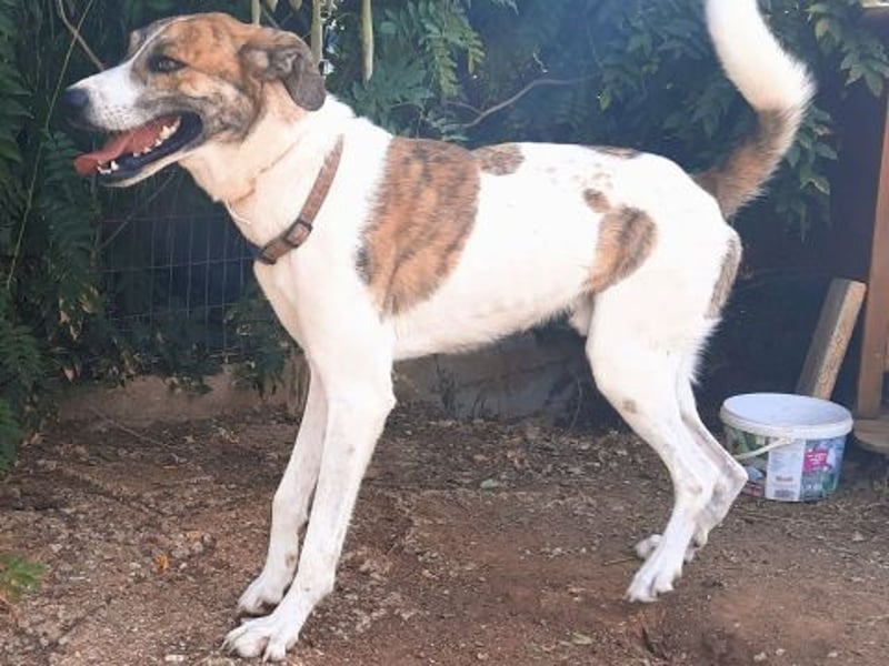 Lino - ein Herz auf 4 Pfoten sucht seine Familie