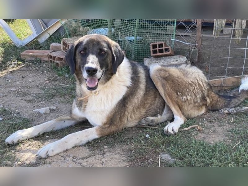 * Handicap* Bo, sanfte Seele